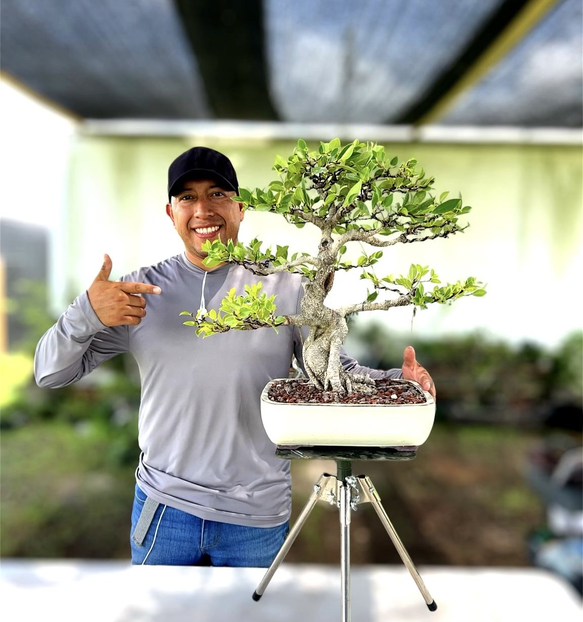 Mature Bonsai Example